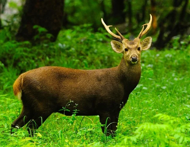 लुप्त हो रहे ‘हॉग डियर’ को पंजाब में मिलेगा बड़ा रुतबा