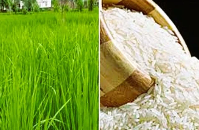 पंजाब में बासमती की फसल में 12.58 % की वृद्धि